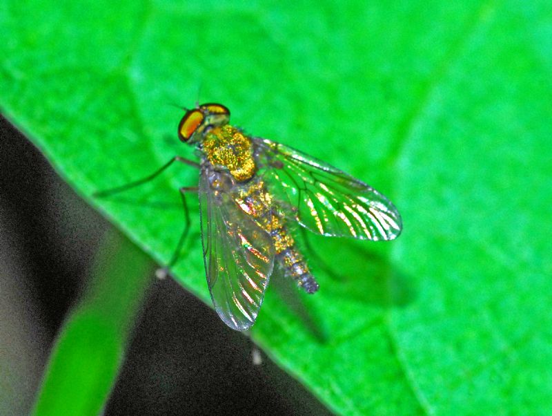 Mosca un poco dorata: Rhagionidae: Chrysopilus sp., maschio